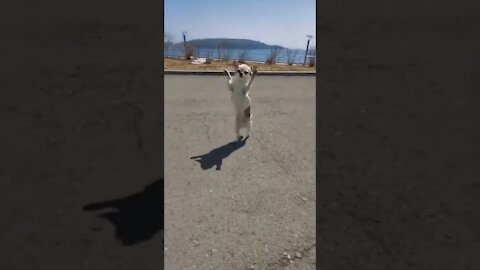 Funny chihuahua walking