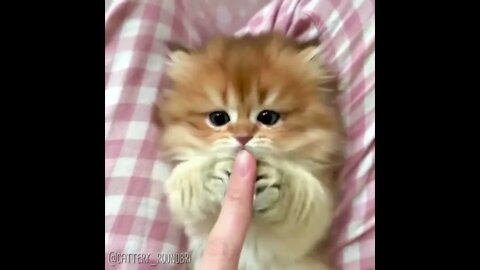 Cute baby animals Videos Compilation cute moment of the animals