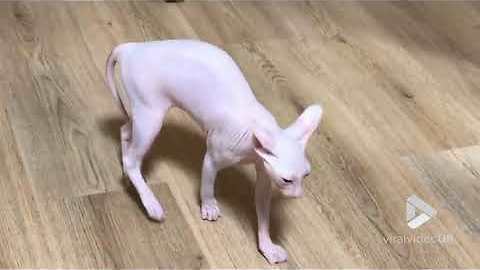 Sphynx cat is a joy to behold || Viral Video UK