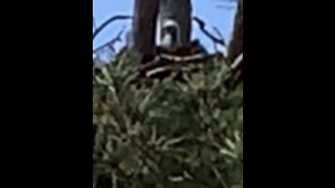 Two adorable bald eagle chicks playing in the nest.