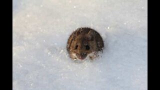 La neige, aussi un inconvénient pour les rats!