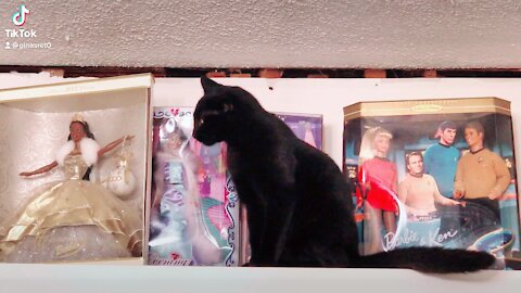 Black kitty jumps on shelf￼