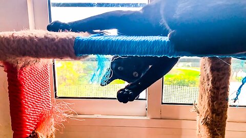 Cuteness Overload: Kitty Climbing and Playing on Cat Tree