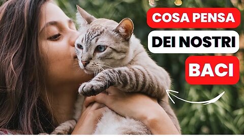 I gatti capiscono i nostri baci? Comprendere i segnali di affetto