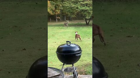 Dog play with deer animal / Dog and Deer are friends