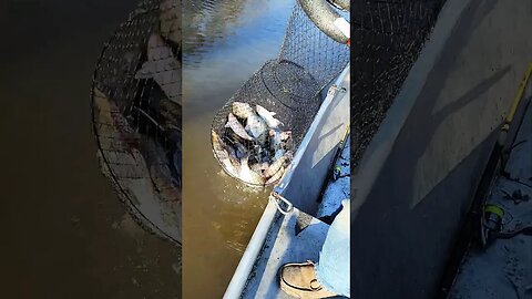 winter creek crappie fishing. Huge load of fish