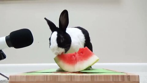 Rabbit eating watermelon ASMR