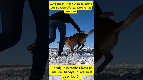 5 hechos asombrosos sobre los perros #pantalonescortos