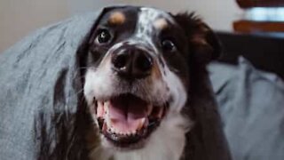 Cão adora roer a sua própria perna