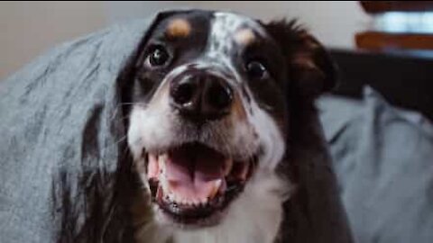 Cão adora roer a sua própria perna