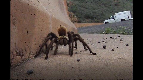 Tarantula at the Jerome Pass