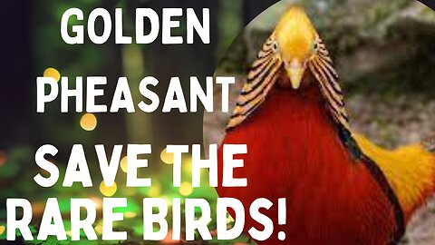 🌟 Majestic Beauty: #GoldenPheasant #ExquisiteElegance