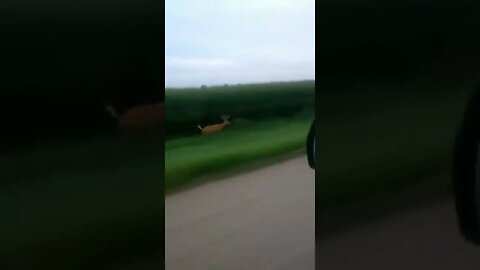 CRAZY guy chases deer down lol Volume Up tiktok thughes11