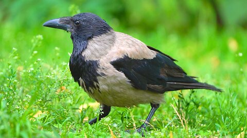 Handsome Hooded Crow Loitering on Grass