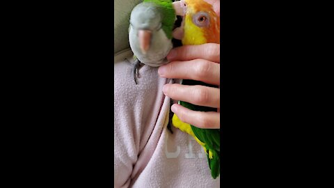 Snuggling parrot gets interrupted by his jealous brother