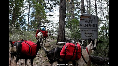 Life of a Pack Goat