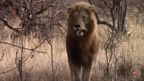 Lion VS Leopard Incredible battle for survival