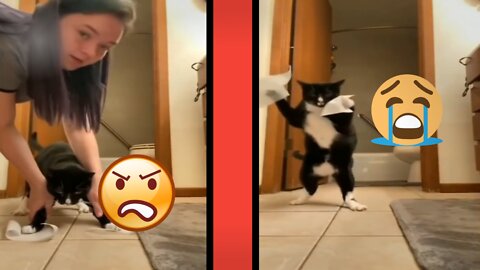 Funny cat, Cute cat,Funny cat video