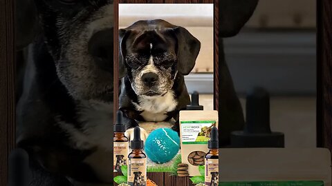 🐕‍🦺🐩Happy Dog Day! Celebrate with 25% off Hempworx Treats! #pets #dog #youtubeshorts