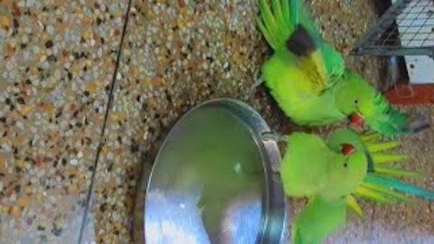 beautiful talking parrot bathing dancing singing|| best way to baat your parrot