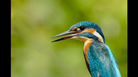 most beautiful birds in the world - cinematic