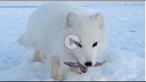 Baby Arctic Fox Steals Mans Fish,VIRAL,TRENDING,