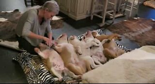 Bulldogs relaxing with a manicure