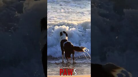 🐶 #PAWS - Golden Hour Delight: Dog's Exhilarating Pursuit of Crashing Waves on the Beach 🐾