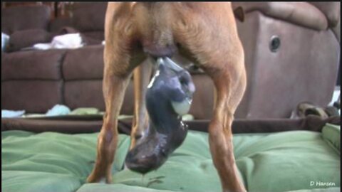 Amazing Dog Birth While Standing |