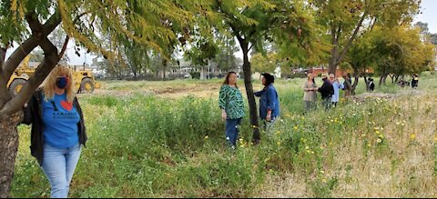 Neighbors rally to save jacaranda trees at site of new Lakeside Library