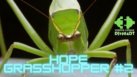 Hope Grasshopper #2