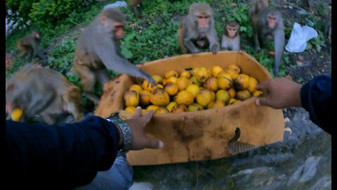 Amazing monkey video || So many monkey eating sugar supari mango || feeding sugar supari mango