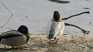 CatTV: Duck Going in Water