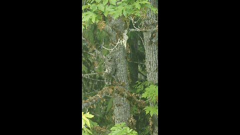 Barred Owl near Hurricane Ridge