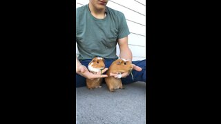 Guinea pigs handstand! ASMR