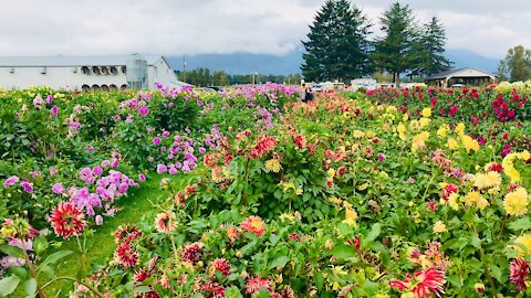 Flowers in BC