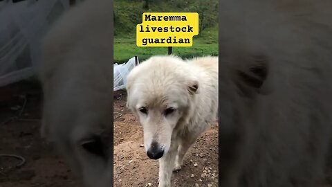 Maremma livestock guardian dog