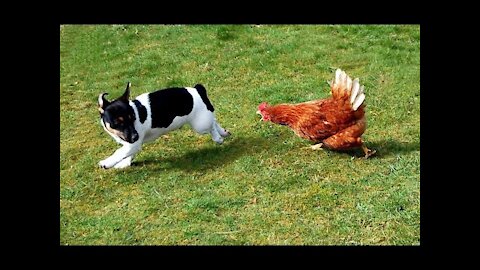 Look At This Funny fight LOL Chicken VS Dog Fight