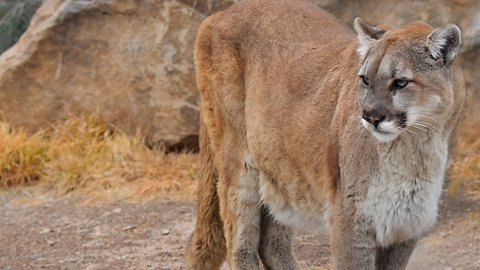 Horsetooth mountain lion attack happened amid years-long uptick in big cat activity, rancher says