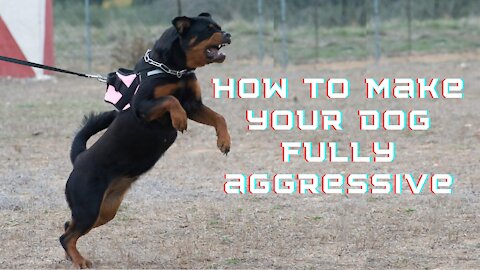 AGGRESSIVE DOG TRAINING - How to make a dog aggressive 💯% SIMPLE