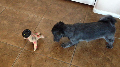 "Scared Dog Barks at Severed Hand Halloween Toy"