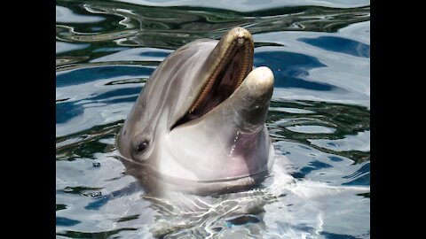 Boy is frightened by the dolphin