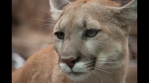 Puma på en veranda i USA