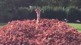 Kids Vs. Leaves