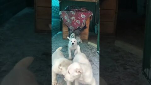 #shorts Смешные Собаки Из Тик Тока 229 Funny Dogs From Tiktok