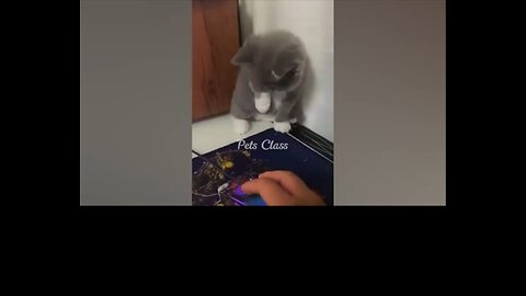 Funny video for cute cat