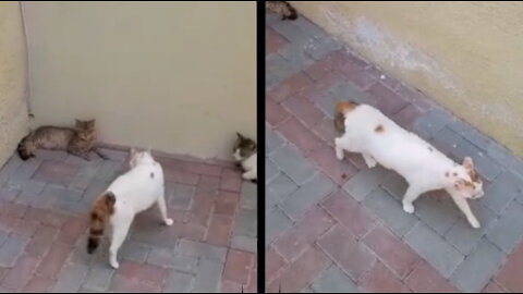 The cat thought himself a hero and in the end a big shock, very funny