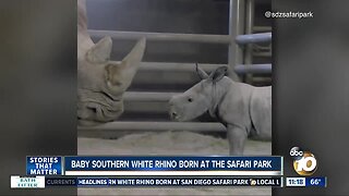 Baby southern white rhino born at Safari Park