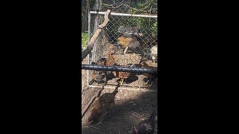 Roosting 🐓Chamberlin Family Farms #chickens #poultry #farming #homesteading