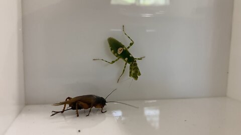 What happens when the Mantis meets the Cricket?